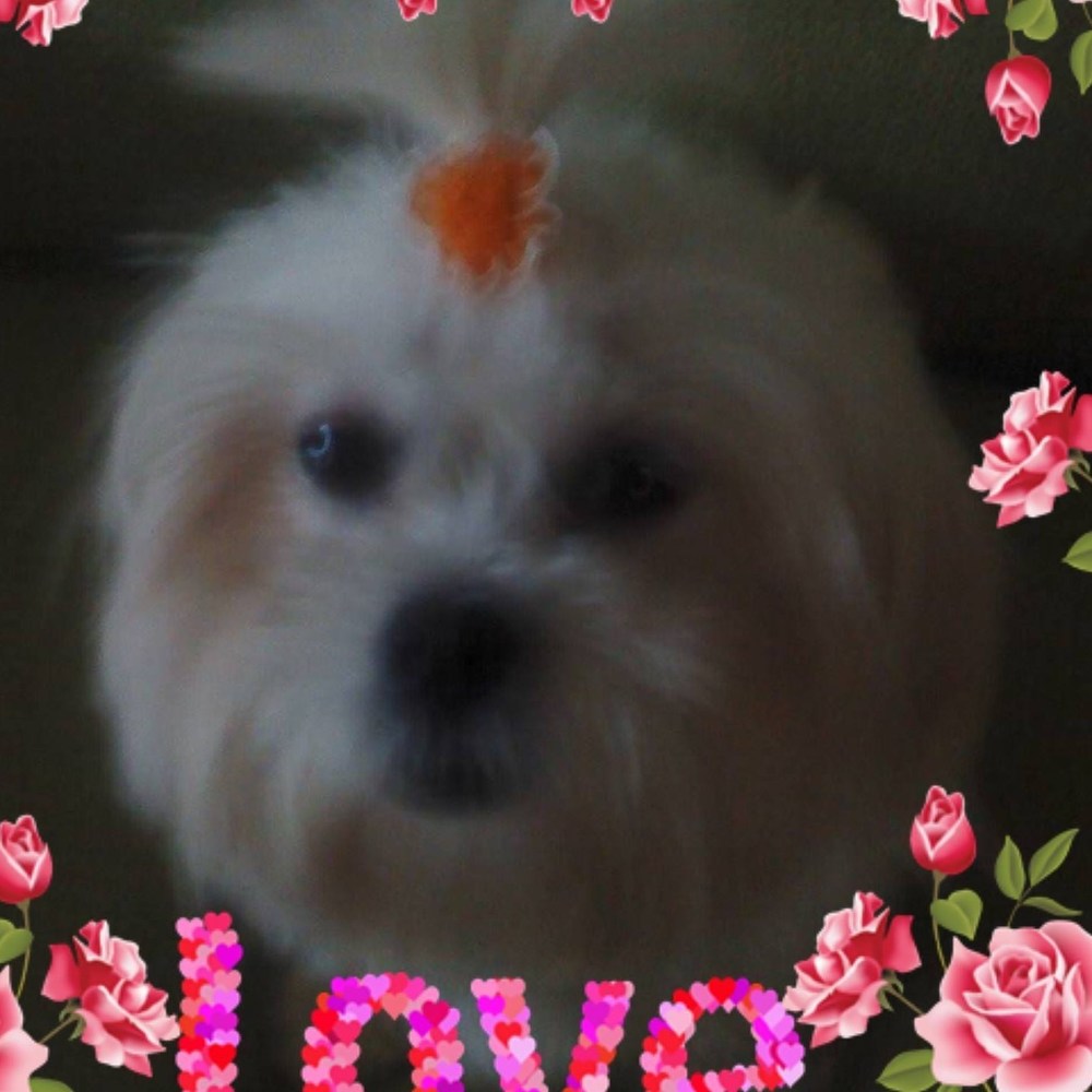 Meet your Posher, Judee